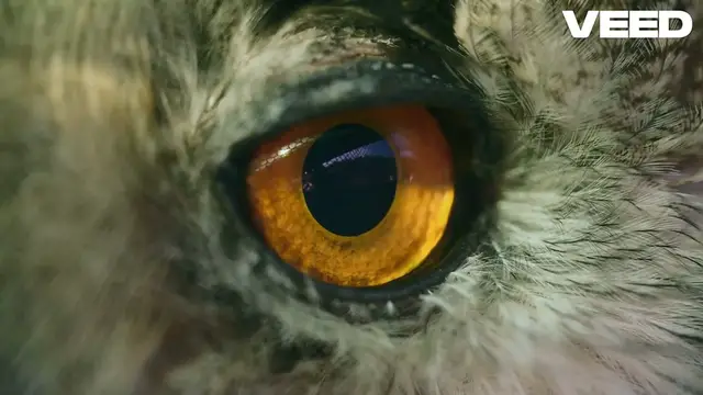 Video thumbnail for Discover Australia’s Elusive Bush Stone-Curlew