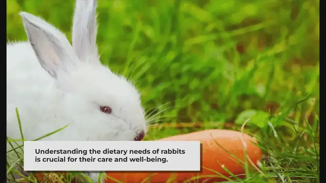 'Video thumbnail for What Do Rabbits Eat?'