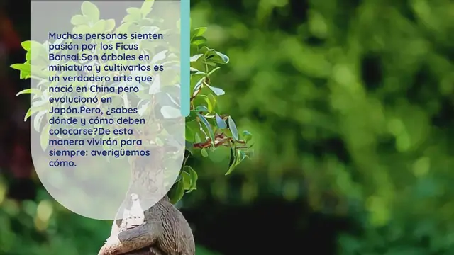 Video thumbnail for Ficus Bonsai en casa, ama este lugar: si lo dejas aquí vivirá para siempre