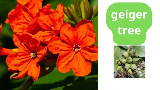 Video thumbnail for geiger tree care all you want to know about cordia sebestena