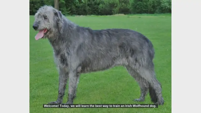 Video thumbnail for How to Train Your Irish Wolfhound: Tips and Techniques