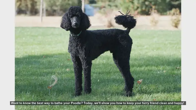 Video thumbnail for How to Bathe Your Poodle: Step-by-Step Guide
