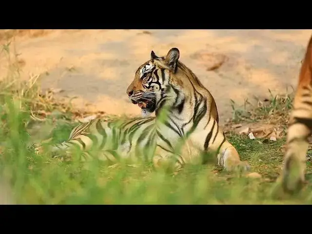 Video thumbnail for How Does Proximity to Water Affect Tiger Behavior?