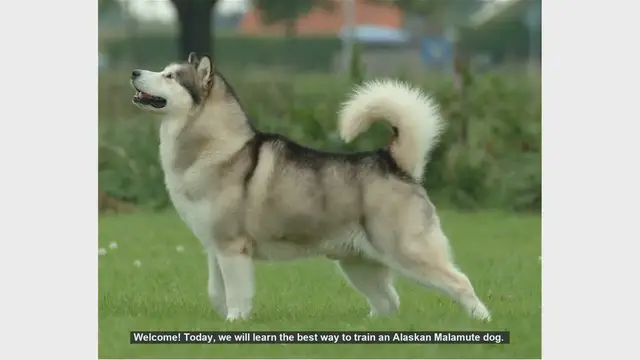 Video thumbnail for How to Train Your Alaskan Malamute: Tips and Techniques