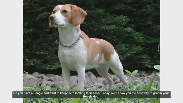 Video thumbnail for How to Groom Your Beagle: Essential Tips for a Happy and Healthy Dog