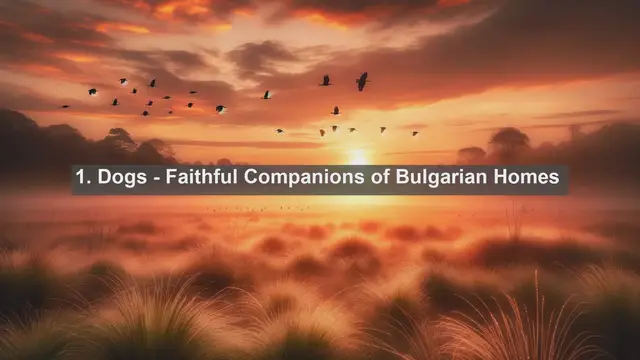 Video thumbnail for Exploring Bulgaria's Top 10 Favorite Pets: Your Guide to Furry Companions!