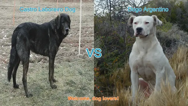 Video thumbnail for Castro Laboreiro Dog vs. Dogo Argentino: A Comparison of Remarkable Dog Breeds