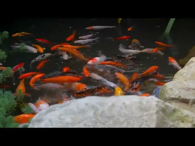 Video thumbnail for Why Your Koi Fish Stopped Eating: Causes and Solutions