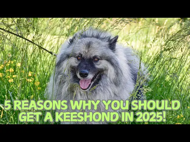 Video thumbnail for 5 Reasons Why You Should Get a Keeshond in 2025! 🐕✨