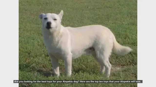 Video thumbnail for Top 10 Toys Your Alopekis Dog Will Absolutely Love!