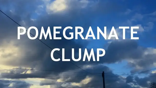 'Video thumbnail for Pomegranate Fusion Clump Style Bonsai, from seed, 1'