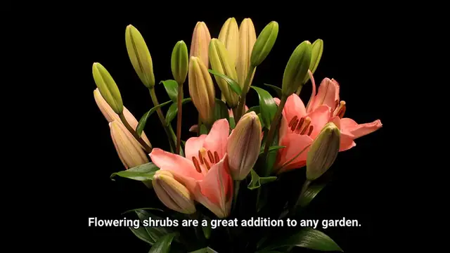 Video thumbnail for Flowering Shrubs for Full Sun