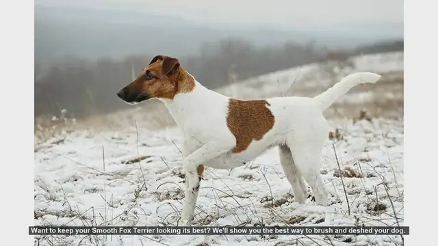 Video thumbnail for How to Brush and Deshed Your Smooth Fox Terrier
