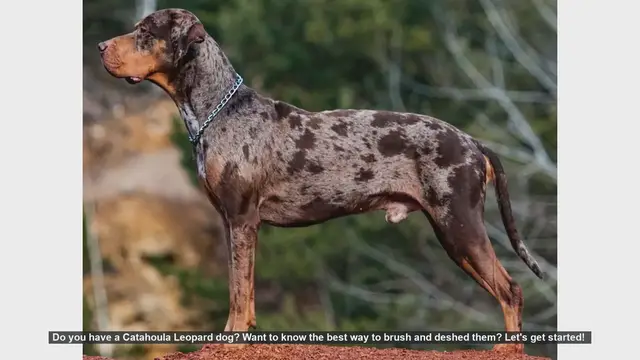 Video thumbnail for How to Brush and Deshed Your Catahoula Leopard Dog