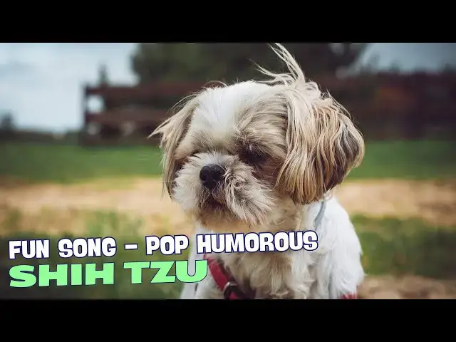 Video thumbnail for The Shakin' Shih Tzu 🎶🐾