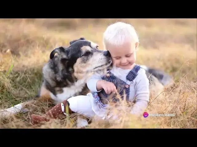 'Video thumbnail for The German Shepherd  From Wolf to Milita'