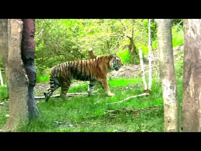 Video thumbnail for How Poaching Alters Tiger Behavior and Movements?