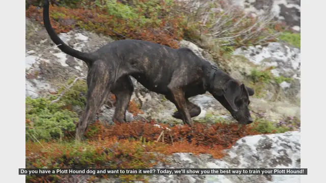 Video thumbnail for Effective Training Tips for Your Plott Hound