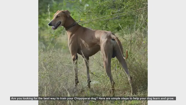 Video thumbnail for How to Train Your Chippiparai Dog: Simple Steps for Success