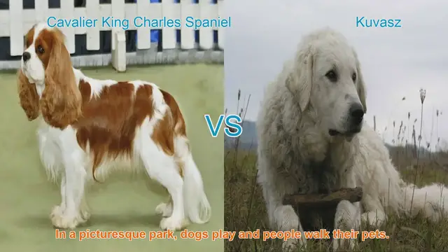 Video thumbnail for Cavalier King Charles Spaniel vs. Kuvasz: A Breed Comparison