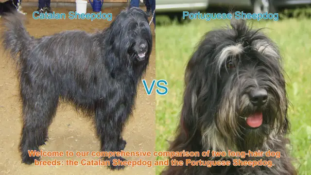 Video thumbnail for Catalan vs. Portuguese Sheepdog: A Comprehensive Breed Comparison
