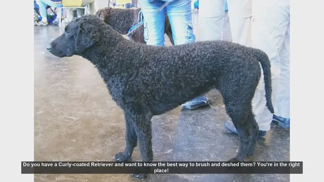 Video thumbnail for How to Brush and Deshed Your Curly-coated Retriever