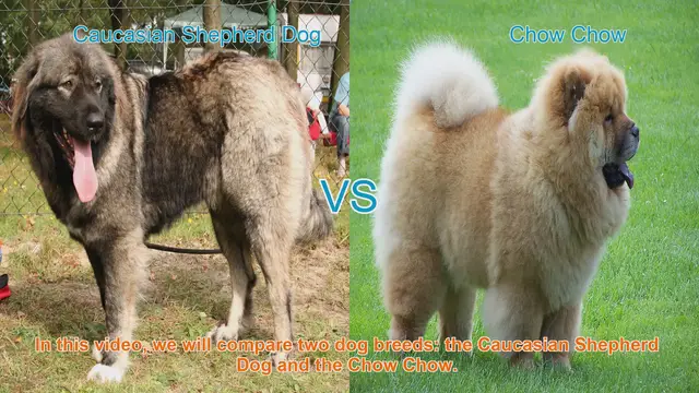 Video thumbnail for Caucasian Shepherd Dog vs. Chow Chow: A Breed Comparison