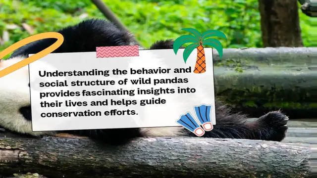 Video thumbnail for Panda Behavior: Understanding the Habits and Social Structure of Wild Pandas
