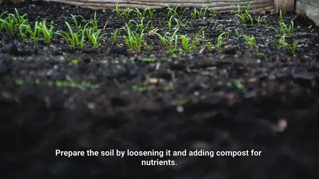 Video thumbnail for Spring Vegetable Planting