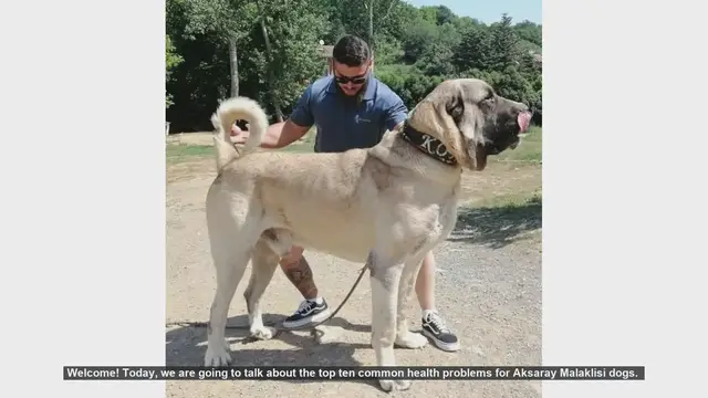 Video thumbnail for Top 10 Common Health Problems in Aksaray Malaklisi Dogs