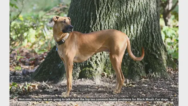 Video thumbnail for Top 10 Common Health Problems in Black Mouth Cur Dogs