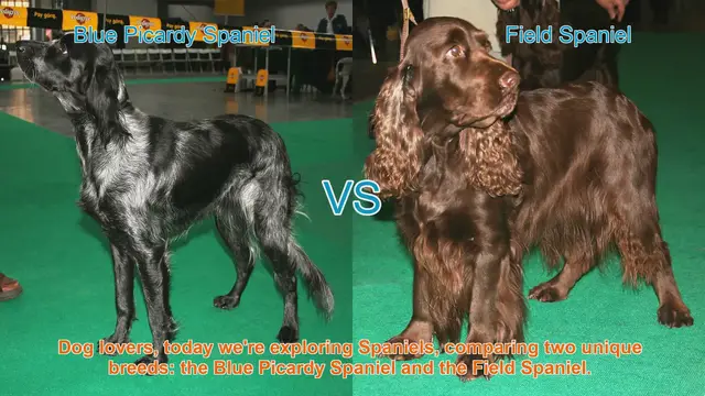 Video thumbnail for Exploring Spaniels: Blue Picardy vs. Field Spaniel