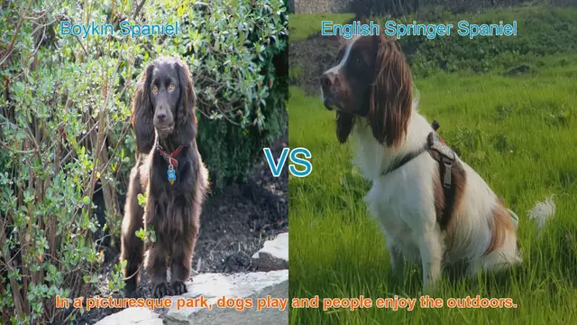 Video thumbnail for Boykin Spaniel vs. English Springer Spaniel: A Comprehensive Breed Comparison