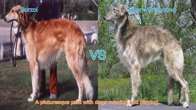 Video thumbnail for Borzoi vs. Silken Windhound: A Comparison of Graceful Long-Leg Dog Breeds