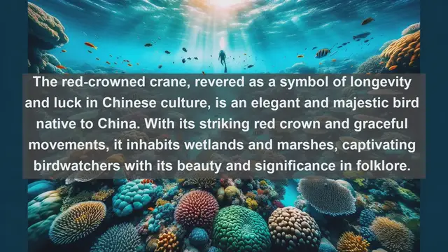 Video thumbnail for Discover the Avian Wonders: Top 10 Native Birds of China