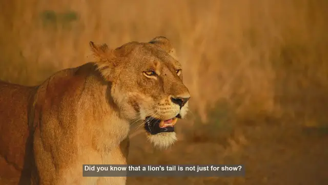 Video thumbnail for 10 Surprising Facts About Lion Tails