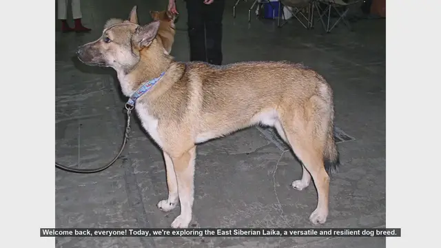 Video thumbnail for East Siberian Laika: Pros and Cons of This Energetic Breed