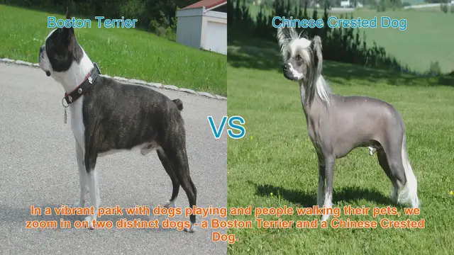 Video thumbnail for Boston Terrier vs. Chinese Crested Dog: A Breed Comparison