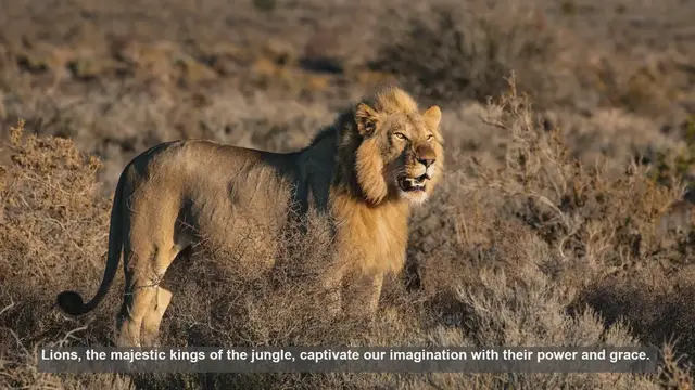 Video thumbnail for Top 10 Lion Habitats: Where Wild Lions Thrive