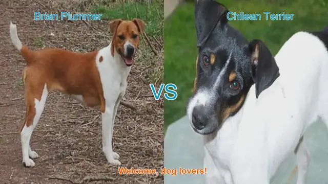 Video thumbnail for Brian Plummer Terrier vs. Chilean Terrier: A Comprehensive Comparison