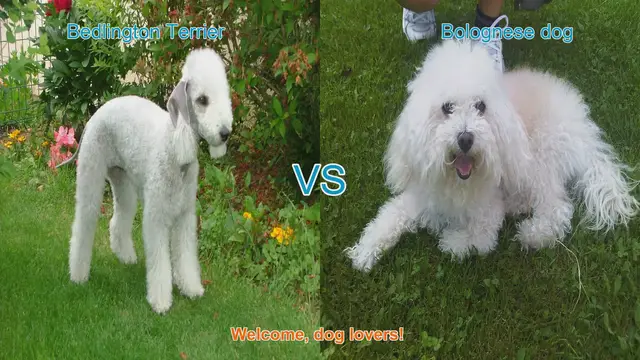 Video thumbnail for Bedlington Terrier vs. Bolognese Dog: A Comprehensive Comparison