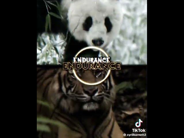 Video thumbnail for Giant Panda vs. Sumatran Tiger | @patrickbell7035