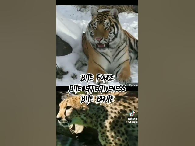 Video thumbnail for Tiger vs. Cheetah | @patrickbell7035