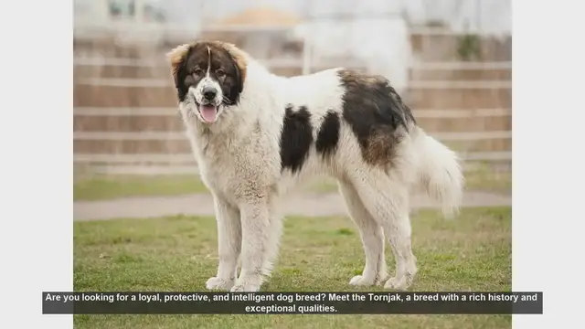 Video thumbnail for Discover the Tornjak: Loyal Guardian and Intelligent Companion