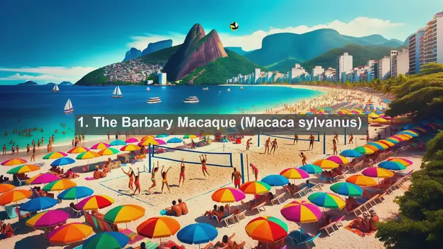 Video thumbnail for Unveiling Tunisia's Natural Treasures: Top 10 Native Animals Revealed!