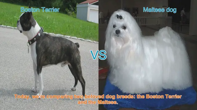Video thumbnail for Boston Terrier vs. Maltese: A Comprehensive Comparison