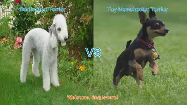 Video thumbnail for Bedlington Terrier vs. Toy Manchester Terrier: A Comprehensive Comparison
