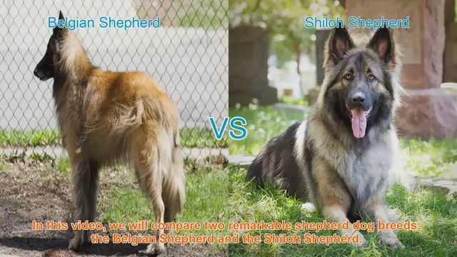 Video thumbnail for Belgian Shepherd vs. Shiloh Shepherd: A Comparative Guide