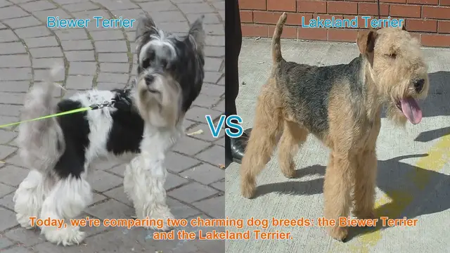Video thumbnail for Biewer Terrier vs. Lakeland Terrier: A Comprehensive Comparison