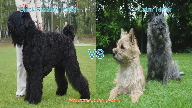 Video thumbnail for Black Russian Terrier vs. Cairn Terrier: A Comparison of Two Unique Dog Breeds
